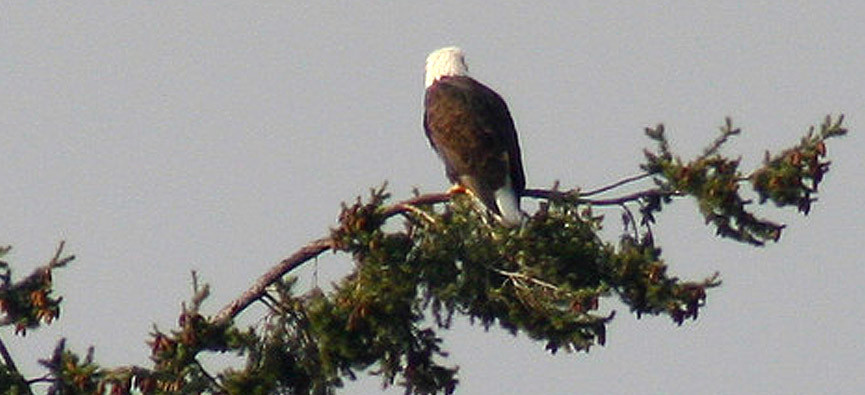 slide-bald-eagle