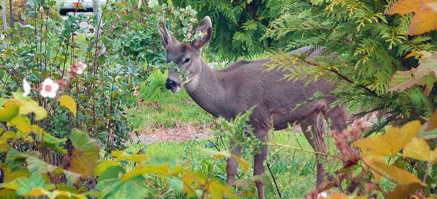 slide-deer