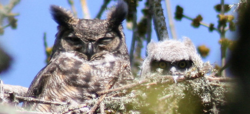 slide-owls