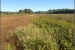 JB Restoration- Wapato Marsh 2014 During 3