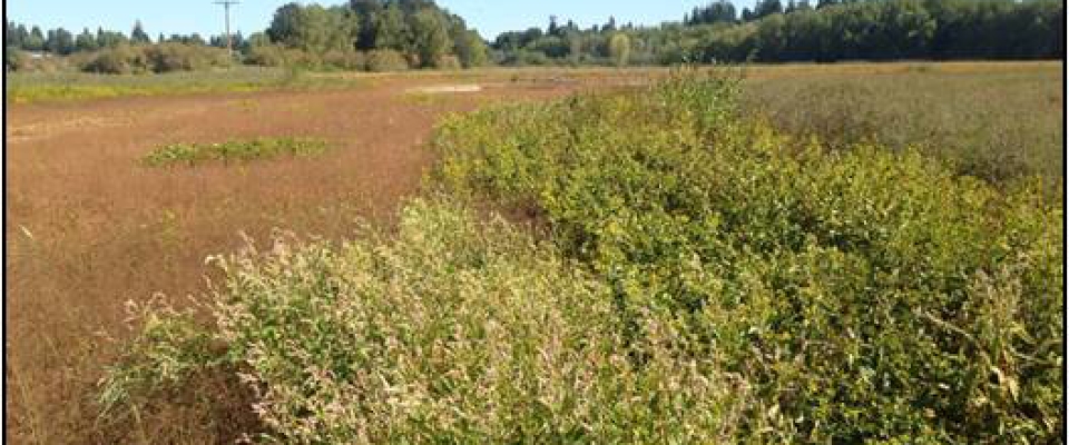 JB Restoration- Wapato Marsh 2014 During 3