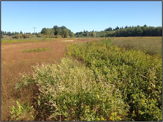 JB Restoration- Wapato Marsh 2014 During 3