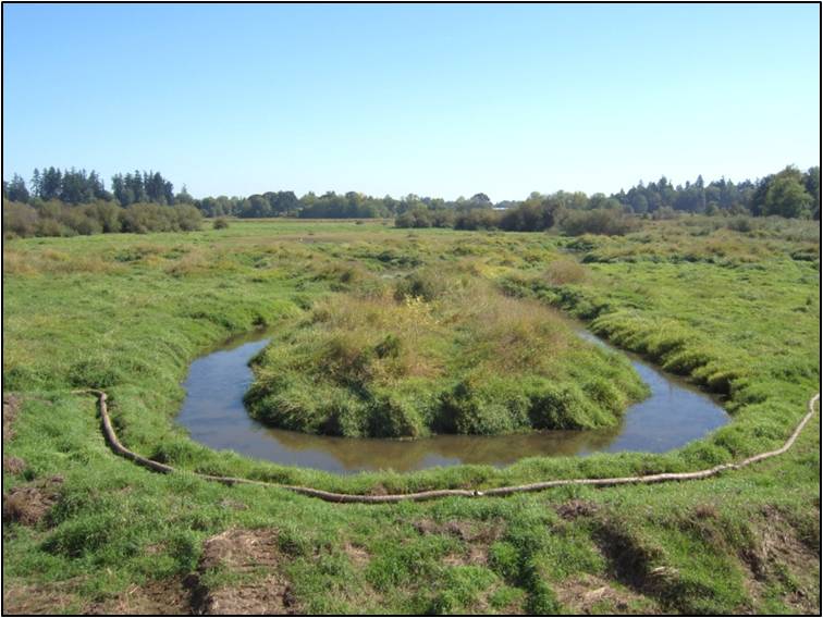 JB Restoration- Wapato Marsh Before 2