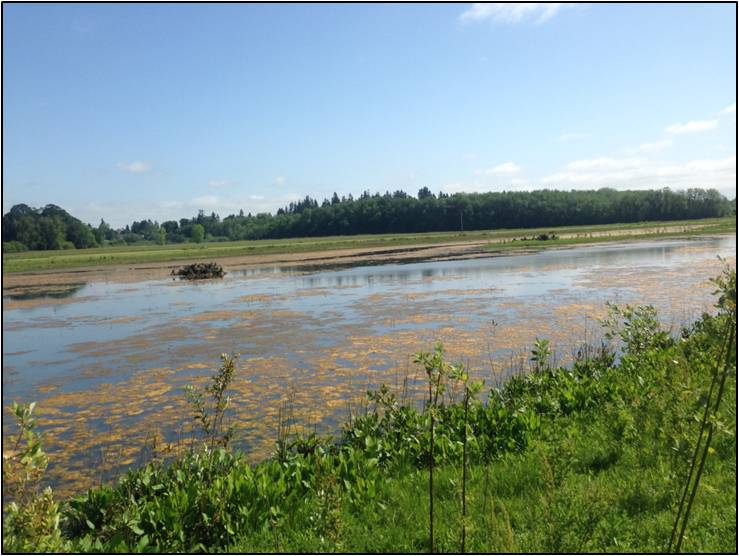 JB Restoration- Wapato Marsh During 1